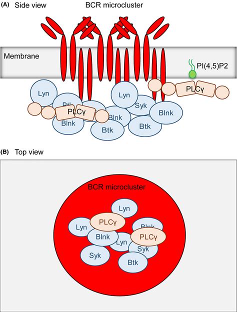 Schematics of B cell receptor (BCR) signaling microcluster. (A) The ...