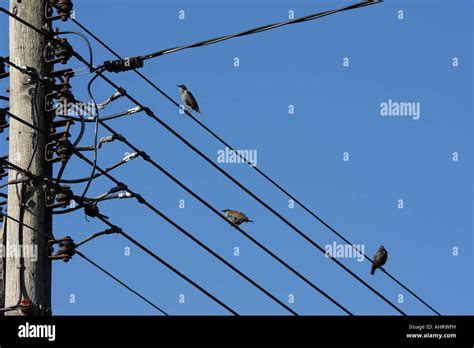 Birds on telegraph wires 1 Stock Photo - Alamy