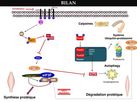 PPT Mécanismes de latrophie du muscle 2h PowerPoint Presentation