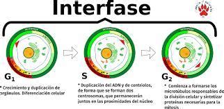 Explica Las Etapas De La Interfase En Un Cuadro Y Expl Calas Brainly Lat