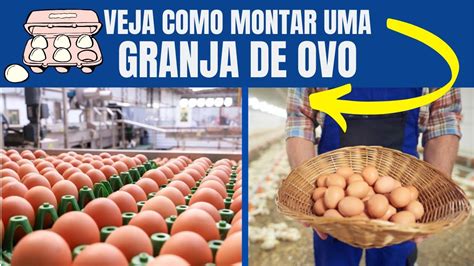 Como Montar Uma Granja De Ovos Pequena Youtube