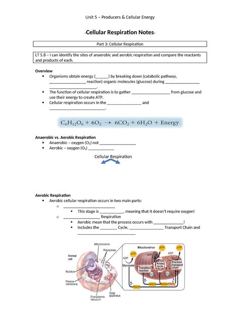 Cellular20respiration20guided20notes Cellular Respiration Notes