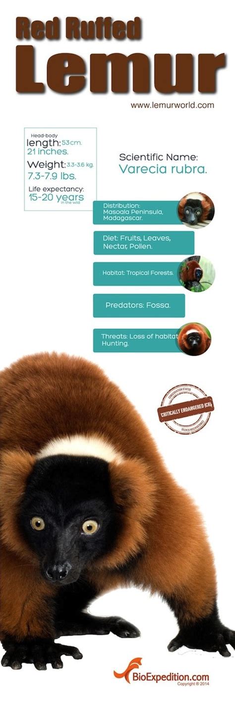 Red ruffed lemur Infographic - Animal Facts and Information