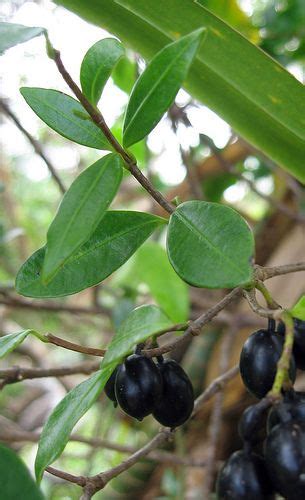 Maile Alyxia Oliviformis Fruit And Leaves Organic Vegetable Garden