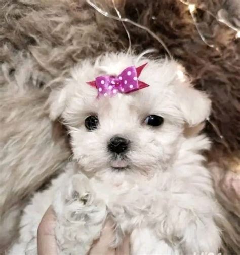 Bichon Maltez Mini Toy Sibiu Olx Ro