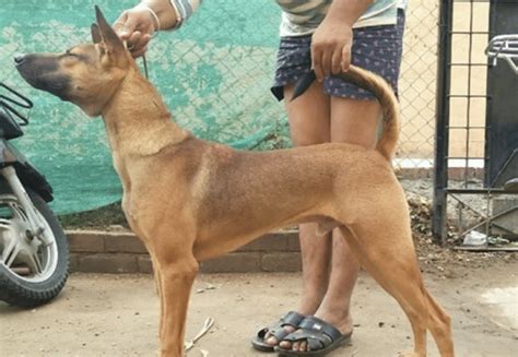 Kombai Dog - Bull Terrier of Tamil Nadu (COMBAI BREED GUIDE)