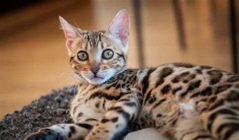 Bengal Cat Weight By Age – Full Guide - My British Shorthair Cat ...