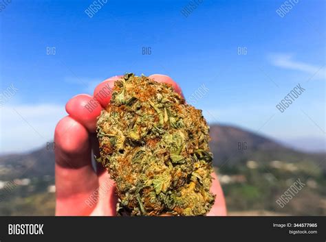 Pressed Dried Cannabis Image & Photo (Free Trial) | Bigstock