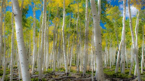 Pando Aspen Grove in Fishlake National Forest