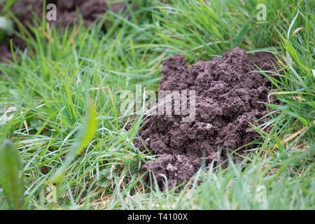 Mole hill molehills tunnel ,damage, moles , garden pest, nuisance ...