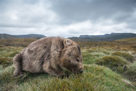 Wombat Lawn Maintenance | Sean Crane Photography