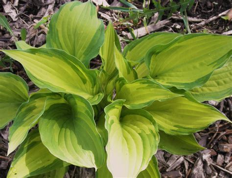 Fortunei Albopicta Hosta Hostas Store