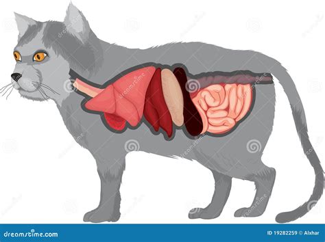 Cat Anatomy Stock Illustration Illustration Of Organs