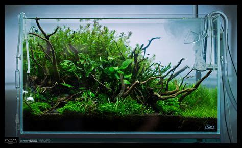 900 Aquascaping Ideas Aquascape Aquascape Aquarium Planted Aquarium