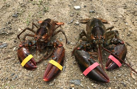 Those Remarkable Lobster Claws – janicepetrie.com