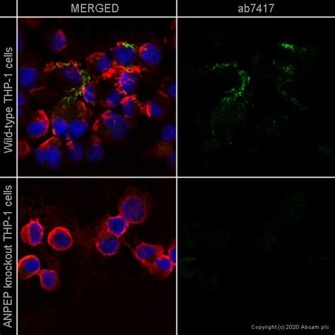 Human Anpep Cd13 Knockout Thp 1 Cell Line Ab273759 アブカム