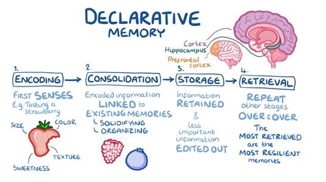 Declarative Memory