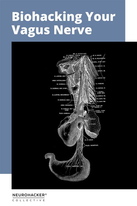 Healthy Vagal Tone Has Become A Heightened Area Of Research Within The