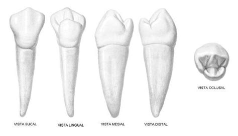 EL primer premolar inferior Anatomía dental Escuela de higiene