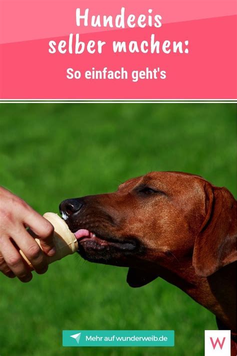 Hundeeis Selber Machen So Einfach Geht S Eis F R Hunde Hunde