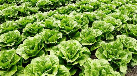 Lettuce The Greenest Of All The Leafy Greens The Statesman