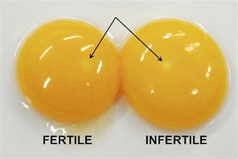 How To Tell If An Egg Is Fertile Or Not