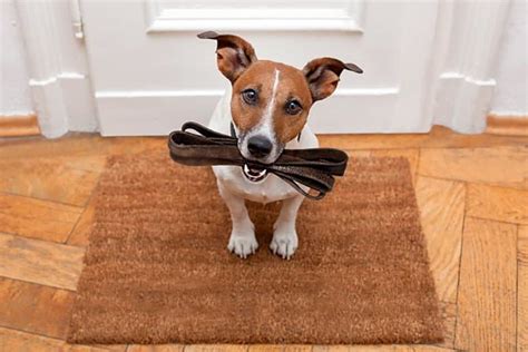 Cómo aprender a pasear a mi perro CaixaCat