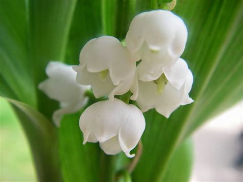 Er Mai Muguet Porte Bonheur