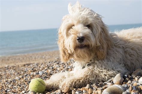 Cockapoo Dog Breed Info - The Teddy Bear Doodle - The Dogs Journal