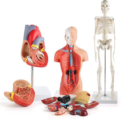 Modelo De Anatomia D Cora O Humano Torso E Modelo De Esqueleto