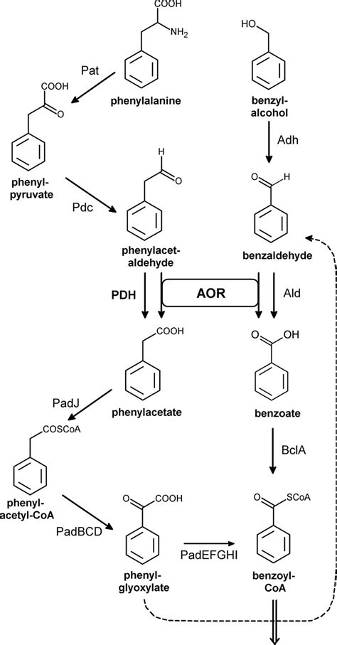 Anaerobic Degradation Pathways Of Phenylalanine And Benzyl Alcohol In