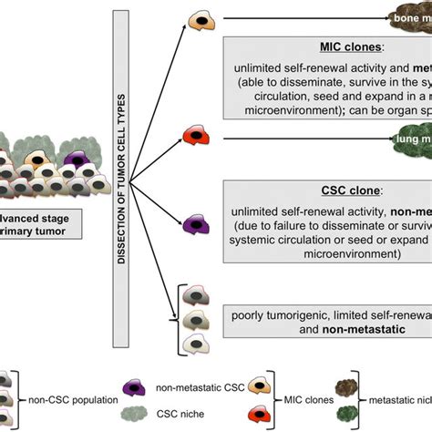 The Metastasis Initiating Cell MIC Concept Advanced Stage Primary