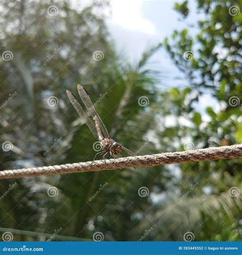 Dragonflies are One of the Ancient Insects. Dragonflies Have Been on