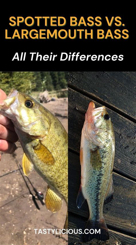 Spotted Bass Vs Largemouth Bass All Their Differences Tastylicious