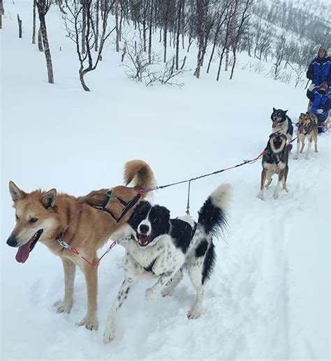 Lapponia Corsa In Slitta Trainata Dai Cani Un Esperienza