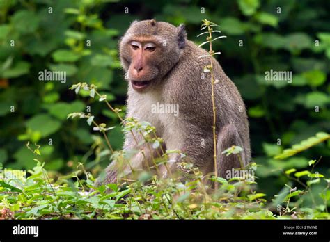 Macaque Phetchaburi Hi Res Stock Photography And Images Alamy