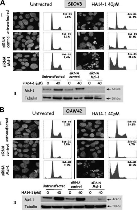 Mcl 1 Downregulation By SiRNA Sensitizes To HA14 1 A Effect Of