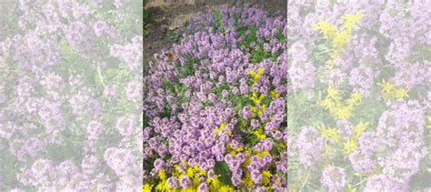 Тимьян ползучий купить в Саратове | Товары для дома и дачи | Авито