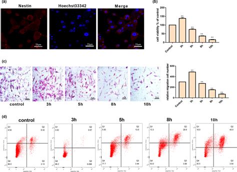 Effect Of Hpc On Proliferation And Apoptosis Of Nscs A The