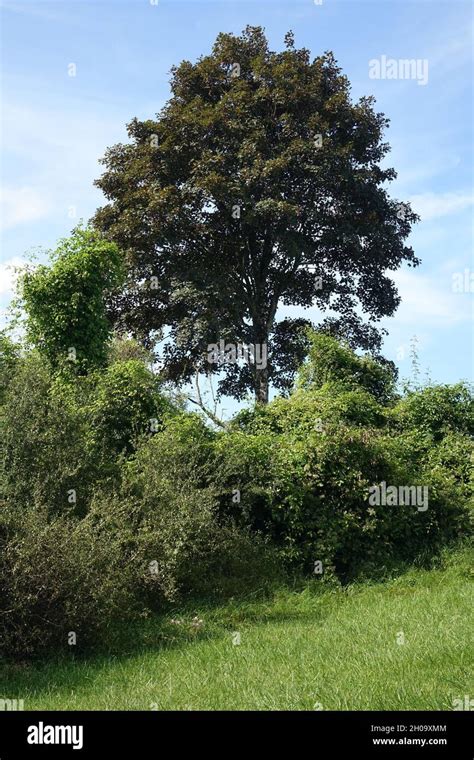 Typical Wallonian landscape in late summer near Torgny, Rouvroy ...