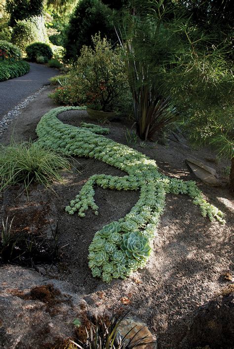 Succulent Garden Ideas And Tips To Grow Them Outdoors