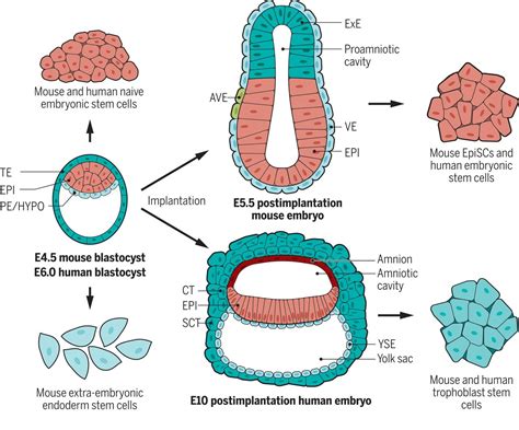 Human Embryo Cell