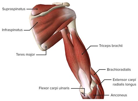 Anatomy Of The Upper Arm