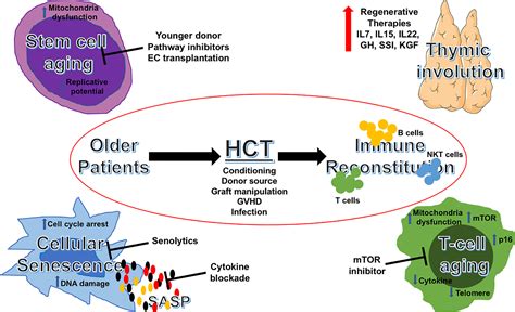 Frontiers Immune Reconstitution In The Aging Host Opportunities For