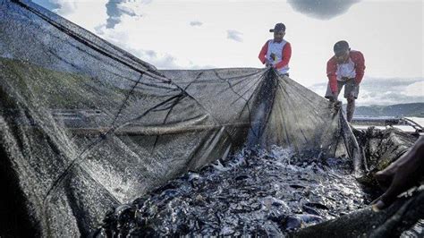 Anak Muda Papua Binaan PYCH Optimistis Hasil Budidaya Ikan Air Tawar