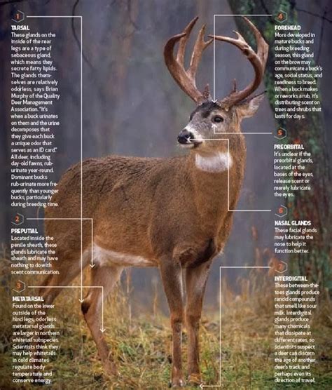 The Urban Sportsman: Deer Anatomy