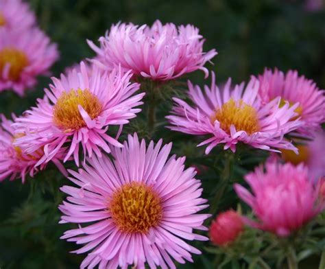 Aster Novae Angliae Rosa Sieger Frikarti Stauden AG