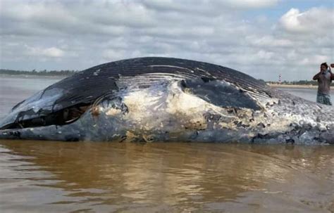 Carcass Of A 35 Foot Long Whale Washes Ashore In West Bengal S Mandarmani Beach