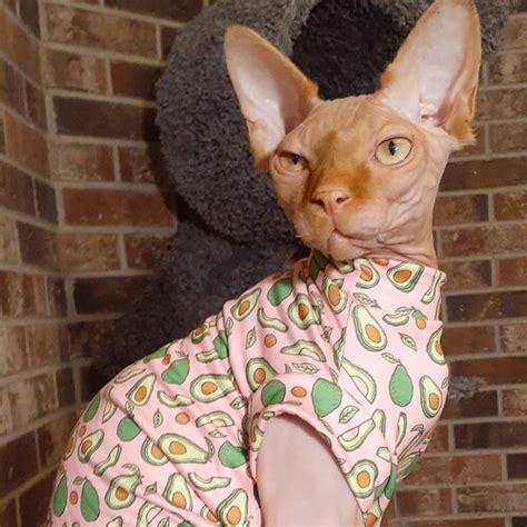 Warm Cat Sweater Sphynx Cat Clothes Hairless Cat Coat Devon Etsy