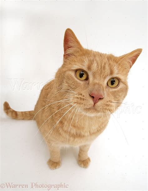 Ginger British shorthair cat photo WP38731